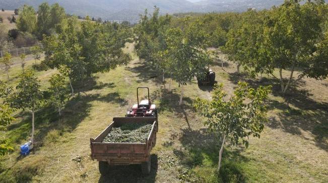 Hobi olarak başladı! 35 ton mahsul bekliyor 8